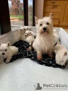 Photo №3. Le West Highland White Terrier Welpen a un très bon prix à acheter.. Allemagne