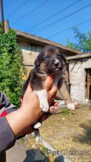 Photo №1. chien bâtard - à vendre en ville de Mariupol | Gratuit | Annonce №52487