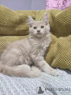 Photo №1. maine coon - à vendre en ville de Kharkov | 473€ | Annonce № 111548