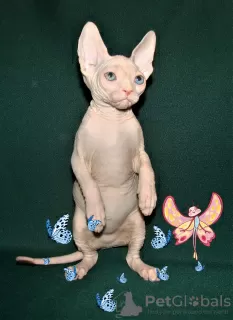 Photo №4. Je vais vendre sphynx en ville de Houston. de la fourrière, éleveur - prix - négocié