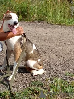 Photo №2 de l'annonce № 128595 de la vente chien bâtard - acheter à Fédération de Russie annonce privée