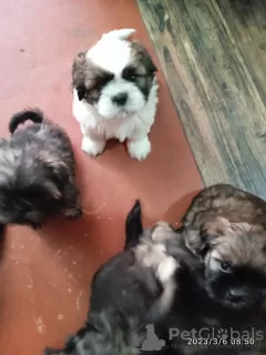 Photo №1. shih tzu - à vendre en ville de Фергана | négocié | Annonce №40076