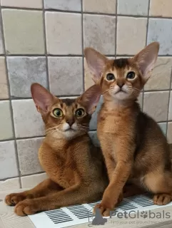 Photos supplémentaires: Chatons abyssins