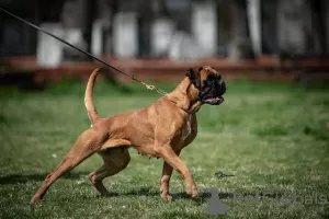 Photos supplémentaires: Boxeur allemand, meilleurs chiens