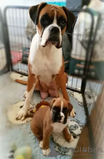 Photo №1. boxer - à vendre en ville de Мариямполе | 350€ | Annonce №130515