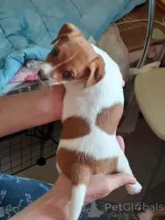 Photos supplémentaires: Jack Russell garçon rouge et blanc et fille tricolore