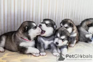 Photo №4. Je vais vendre malamute de l'alaska en ville de Хаапсалу. annonce privée - prix - négocié