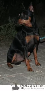 Photo №1. pinscher nain - à vendre en ville de Bobruisk | 194€ | Annonce №9676