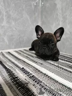 Photos supplémentaires: Chiots bouledogue français