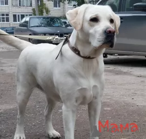 Photos supplémentaires: Chiots Labrador RKF