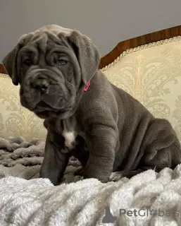 Photo №3. Napolitaanse Mastiff-chiot. Pays Bas