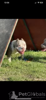 Photo №4. Je vais vendre american bully en ville de Dolgoprudny. de la fourrière - prix - négocié