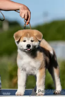 Photos supplémentaires: Chiots Akita Inu