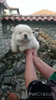 Photo №3. Magnifiques chiots Chow Chow. La Grande-Bretagne