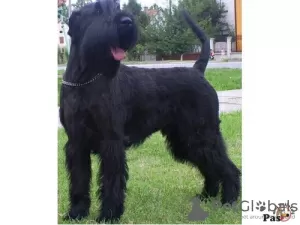 Photo №3. JE VENDS GÉANT SCHNAUZER MALE AVEC PEDIGREE. Serbie