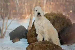 Photo №2 de l'annonce № 2062 de la vente terrier irlandais à poil doux - acheter à Fédération de Russie éleveur