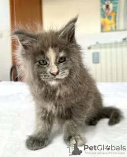 Photo №4. Je vais vendre maine coon en ville de Berlin. éleveur - prix - 300€