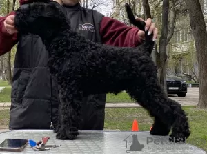 Photos supplémentaires: Chiots Kerry Blue Terrier