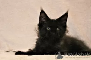 Photo №2 de l'annonce № 12543 de la vente maine coon - acheter à Fédération de Russie de la fourrière