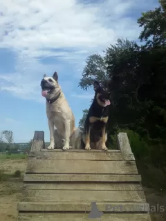 Photo №3. Chiots bergers d'Europe de l'Est. Fédération de Russie