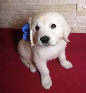 Photo №2 de l'annonce № 5181 de la vente golden retriever - acheter à Fédération de Russie de la fourrière