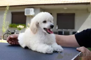 Photos supplémentaires: Chiots Caniche Toy