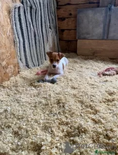 Photo №1. jack russell terrier - à vendre en ville de Huddersfield | 560€ | Annonce №75581