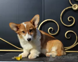 Photos supplémentaires: gallois corgi pembroke