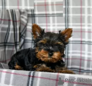 Photo №2 de l'annonce № 103928 de la vente yorkshire terrier - acheter à Chypre de l'abri