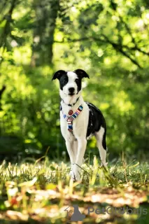 Photos supplémentaires: Le magnifique chiot Darell est entre de bonnes mains.