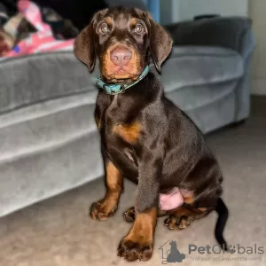 Photo №1. dobermann - à vendre en ville de Zagreb | 350€ | Annonce №80690