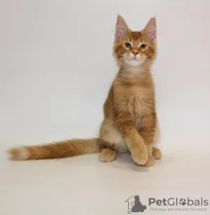 Photo №4. Je vais vendre maine coon en ville de Saransk. de la fourrière, éleveur - prix - 308€