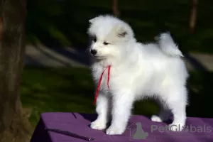 Photos supplémentaires: Chiots Samoyèdes à vendre