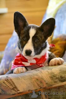 Photo №3. cardigan corgi gallois. Biélorussie