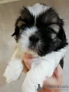 Photo №2 de l'annonce № 113608 de la vente lhassa apso, shih tzu - acheter à Lituanie annonce privée, de la fourrière, éleveur