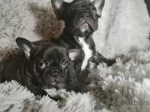 Photo №1. bouledogue - à vendre en ville de Дортмунд | Gratuit | Annonce №98234