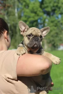 Photos supplémentaires: Bulldog français