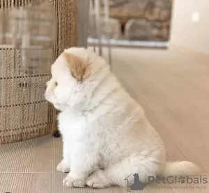 Photo №2 de l'annonce № 127559 de la vente chow-chow - acheter à Estonie annonce privée