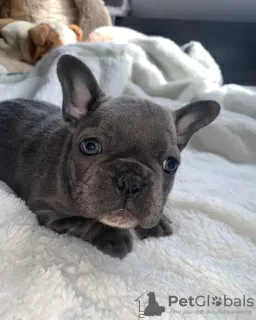 Photo №1. bouledogue - à vendre en ville de Vilnius | négocié | Annonce №78165