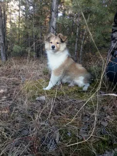 Photo №3. Sheltie (Shetland Sheepdog) garçon. Fédération de Russie