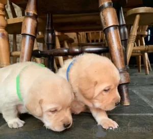 Photo №3. Adorables chiots Labrador - Enregistré Kc. Espagne