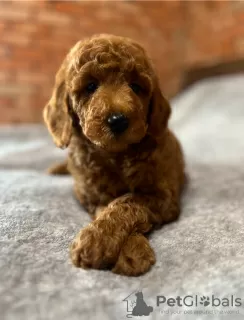 Photos supplémentaires: Caniche moyen garçons FCI