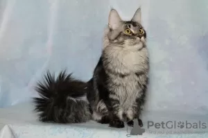 Photo №2 de l'annonce № 100094 de la vente maine coon - acheter à Fédération de Russie de la fourrière, éleveur