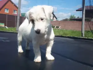 Photo №2 de l'annonce № 2532 de la vente jack russell terrier - acheter à Fédération de Russie éleveur