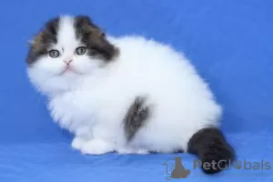 Photo №3. Magnifiques chatons Scottish Fold, joueurs et confiants. La finlande