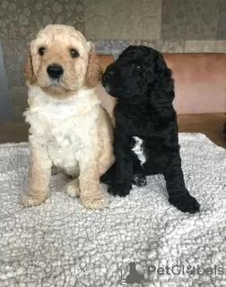 Photos supplémentaires: Chiots AJ Mini Golden Doodle disponibles maintenant !