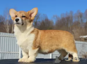 Photos supplémentaires: gallois corgi pembroke