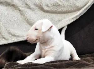 Photo №1. bull terrier - à vendre en ville de Kiev | Négocié | Annonce №4579