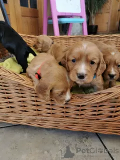 Photos supplémentaires: Beaux chiots cocker de travail de Kc Reg