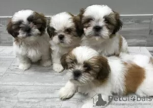 Photo №1. shih tzu - à vendre en ville de Essen | 200€ | Annonce №82836